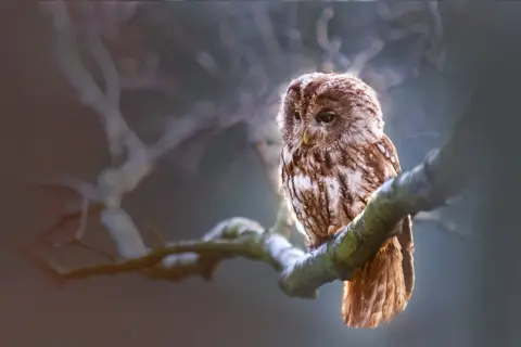 Naszyjnik sowa co oznacza: odkryj głębokie symbole i znaczenie