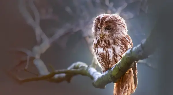 Naszyjnik sowa co oznacza: odkryj głębokie symbole i znaczenie